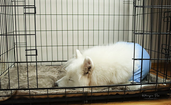 Po kastracji należy zapewnić psu spokój i odpoczynek w cichym, bezpiecznym i ciepłym miejscu. 