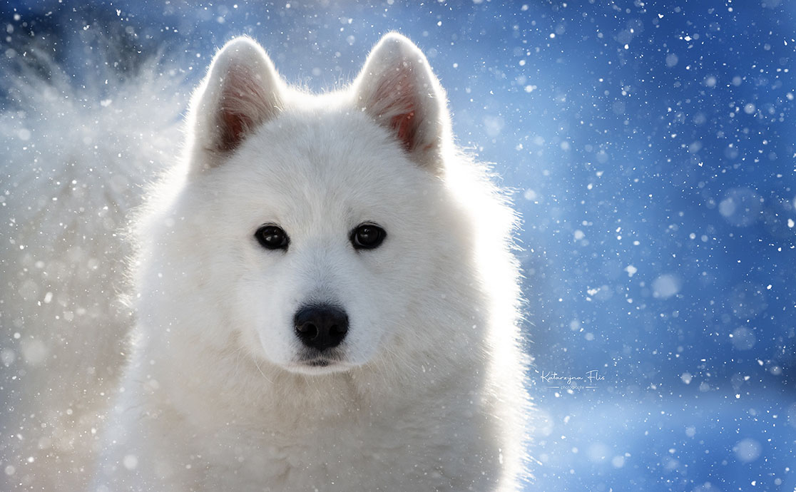 ilustracja do artykułu: Jak dbać o psa zimą?
